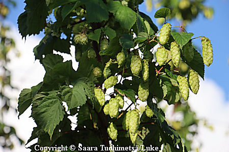 Humulus lupulus 'Peräkorpi-Nisu', humala